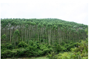 桉樹的優(yōu)點