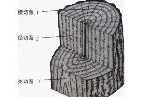 木材的三個切面及各自特點