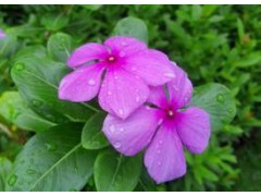 青州長春花價格、長春花基地、永昌花卉