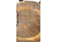 Pacific Walnut（太平洋核桃）