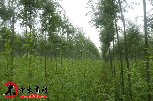 省領導赴莆田調研現代農業和木材加工業