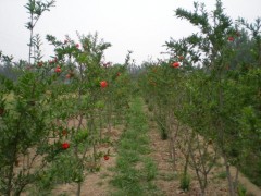 軟籽石榴基地/軟籽石榴樹苗基地