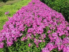 優質宿根福祿考花卉批發