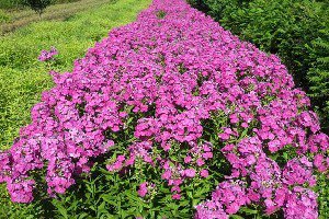 優質宿根福祿考花卉批發