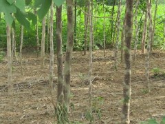 大量批發 絲棉木 紅玉蘭 紫玉蘭 構樹小苗及各種樹苗種子