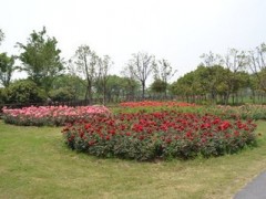 豐花月季  花缸花藝豐花月季   城市花園豐花月季