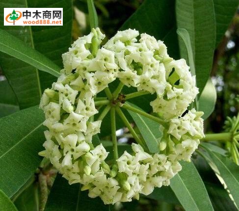 糖膠樹(shù)