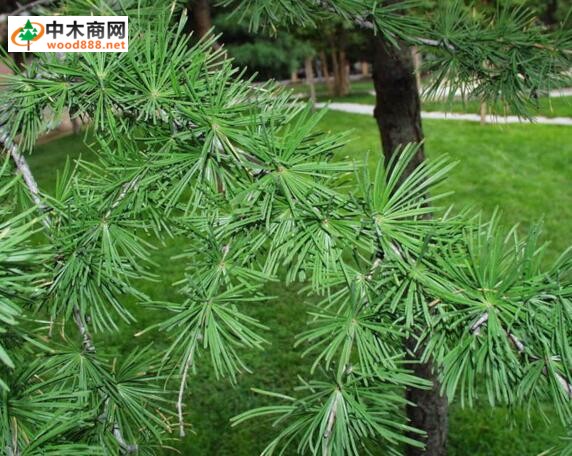 西部落葉松Larixoccidentalis