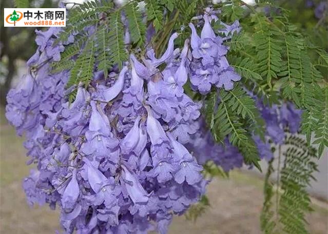 進口木材名稱國標：藍花楹木