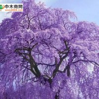 進口木材名稱國標：藍花楹木