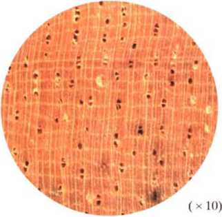 南洋地區進口木材名稱：糖膠樹 Alsto<em></em>nia scholaris