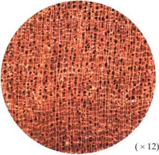 南洋地區進口木材名稱：裂冠木 Schizomeria spp. 