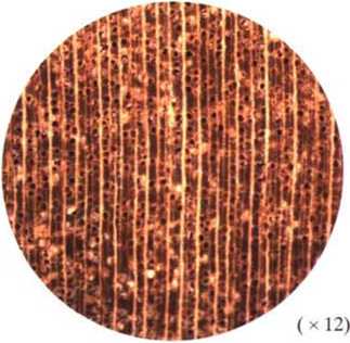 南洋地區進口木材名稱：青皮Vatica spp.