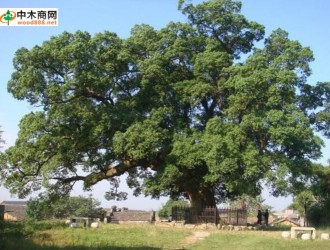 黃樟_木材樹種詳解