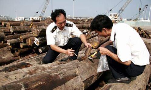 上海口岸從進口桉木中截獲截面材小蠹屬有害生物，系全國首次