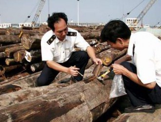 上海口岸從進口桉木中截獲截面材小蠹屬有害生物，系全國首次