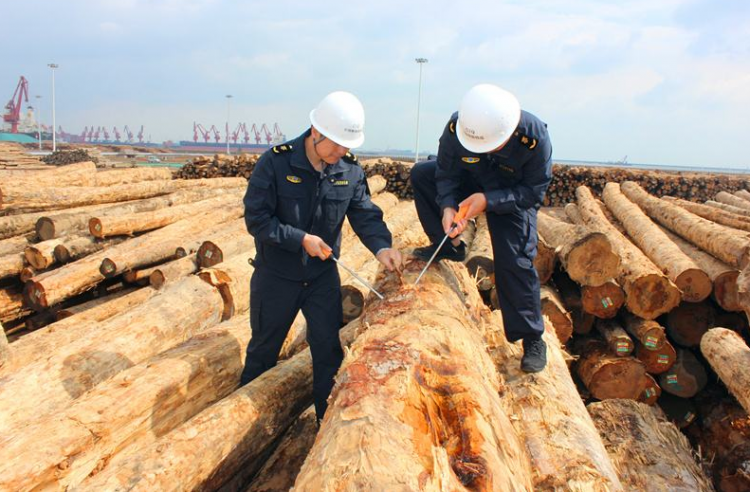 天津檢驗(yàn)檢疫除害處理一批入境原木中有害生物 