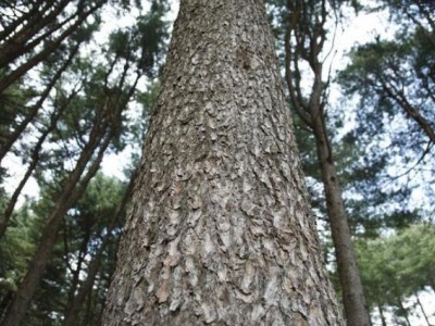 千年不腐萬年不朽皇家御用木材_金絲楠木