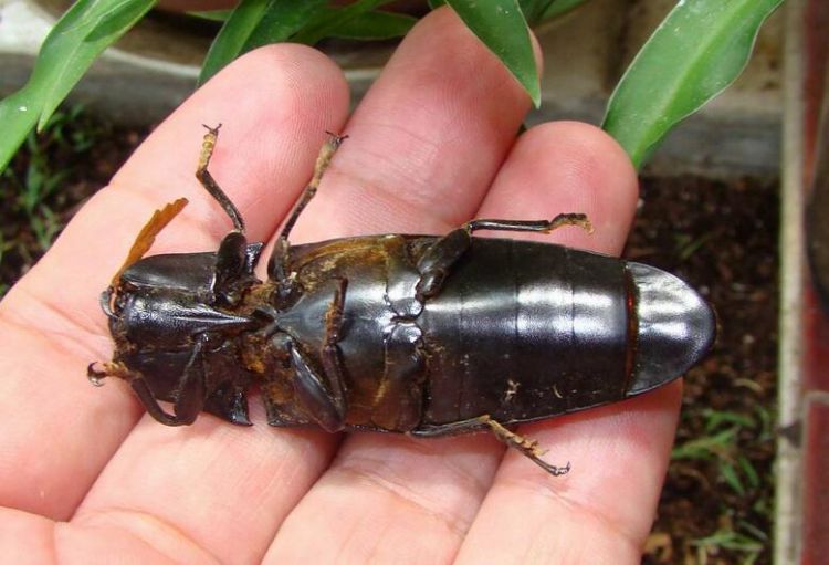  連云港口岸首次截獲有害生物白毛錐尾叩甲