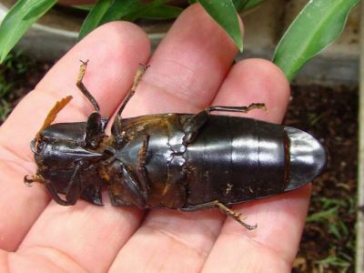 連云港口岸首次截獲有害生物白毛錐尾叩甲