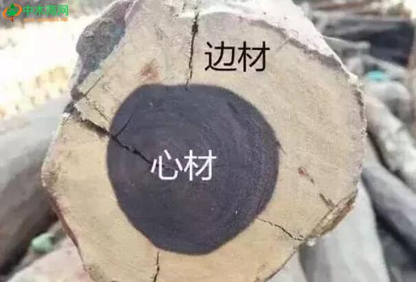 什么是木材的白皮？