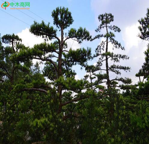 浙江嘉興口岸國內首次截獲松星吉丁