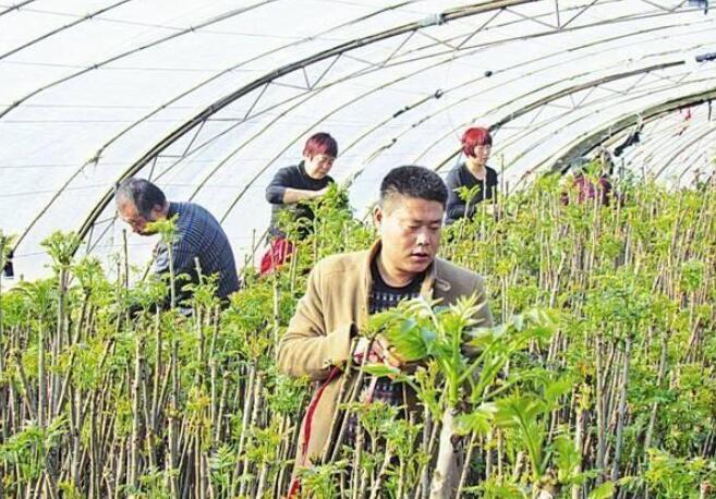 家里三畝荒地，種上香椿樹(shù)，摘香椿芽賣(mài)，中木商網(wǎng)陳昌文建議還是搞大棚種植好。