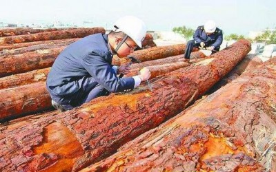 重磅！這種木材已禁止運輸和銷售