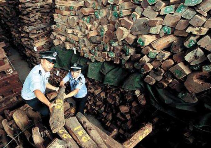 香港海關收繳珍貴紅木木材將以非盈利目的給香港中文大學