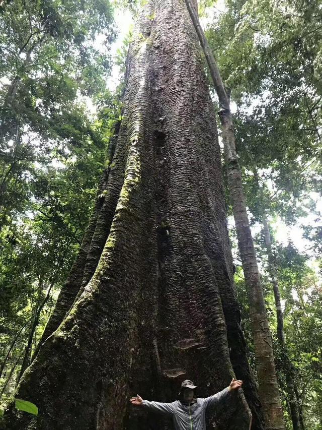 國家將巴花列為國際二類瀕危物種