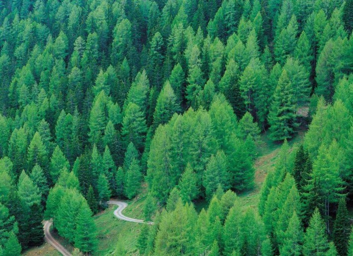 岳陽縣鐵山庫區(qū)林業(yè)有害生物綜合防治工作全面啟動