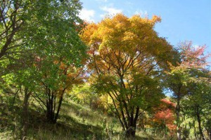 落葉喬木價格 叢生元寶楓 復葉槭 千頭椿 榔榆 紅玉蘭 紅梅