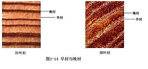 樹木伐倒后，在樹墩上可以看到有許多同心圓環