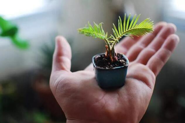 注意不要過度頻繁澆水