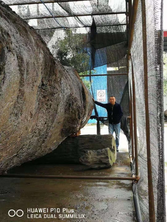 巨大金絲楠烏木底價出售,十八米長一米七小頭直經