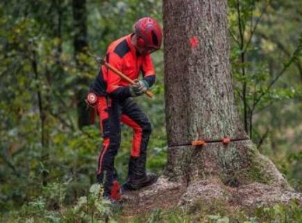 兩男子伐樹未設警戒將路人砸成一死一傷