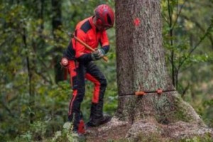 兩男子伐樹未設(shè)警戒將路人砸成一死一傷