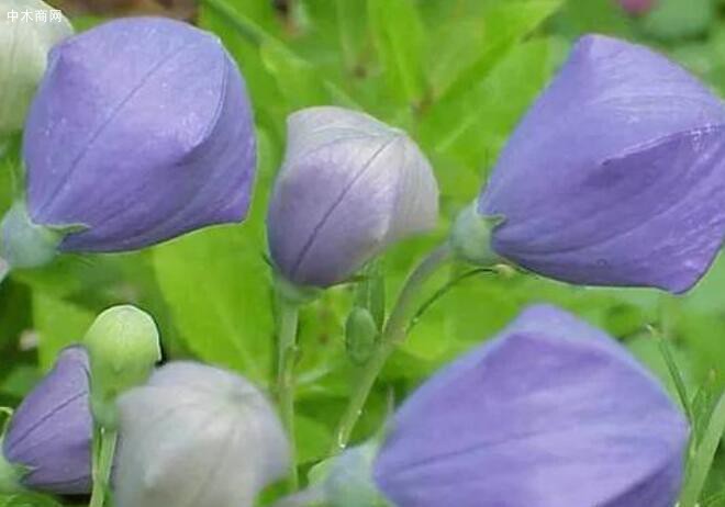 桔梗花是一種喜歡陽光的植物