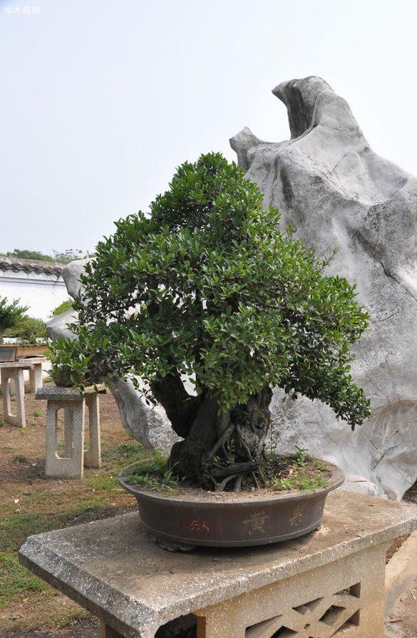 但不要把它的根全部放進去