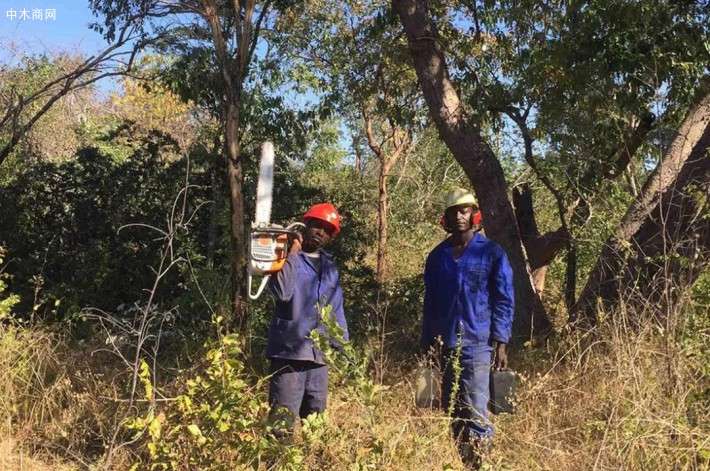 任何反對從贊比西地區（Zambezi region）出口木材的人都應該關注自己的生意