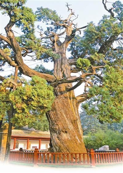 黃帝手植柏：民族根華夏魂