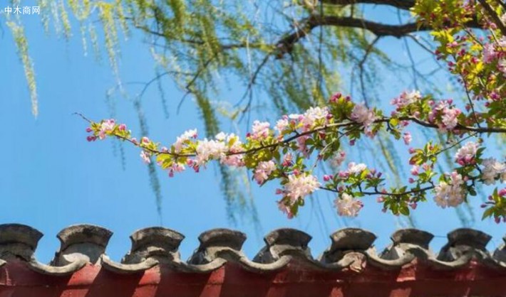 花梗短粗，花瓣倒卵形或近圓形