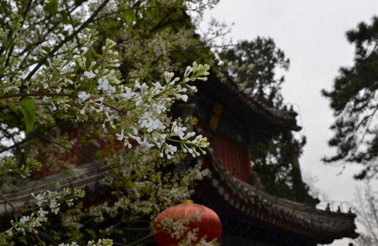 千年古剎戒臺寺的古丁香是寺內(nèi)十分珍貴的花木之一