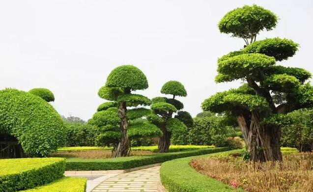 苗木的根系與葉片關(guān)系密切