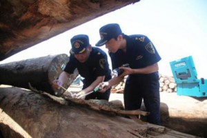 成都海關從進口木材中查獲有害生物