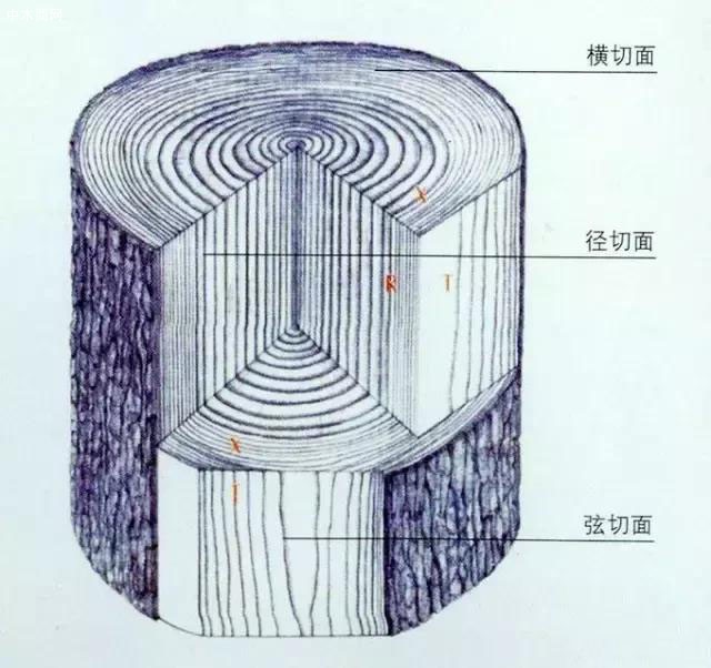 想增加對木材的識別能力首先要從樹干的組成和構造入手