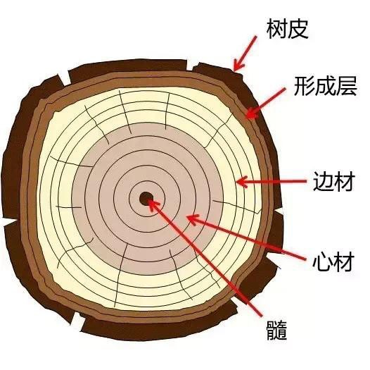 包括年輪、早晚材、邊心材、木射線、管孔、侵填體