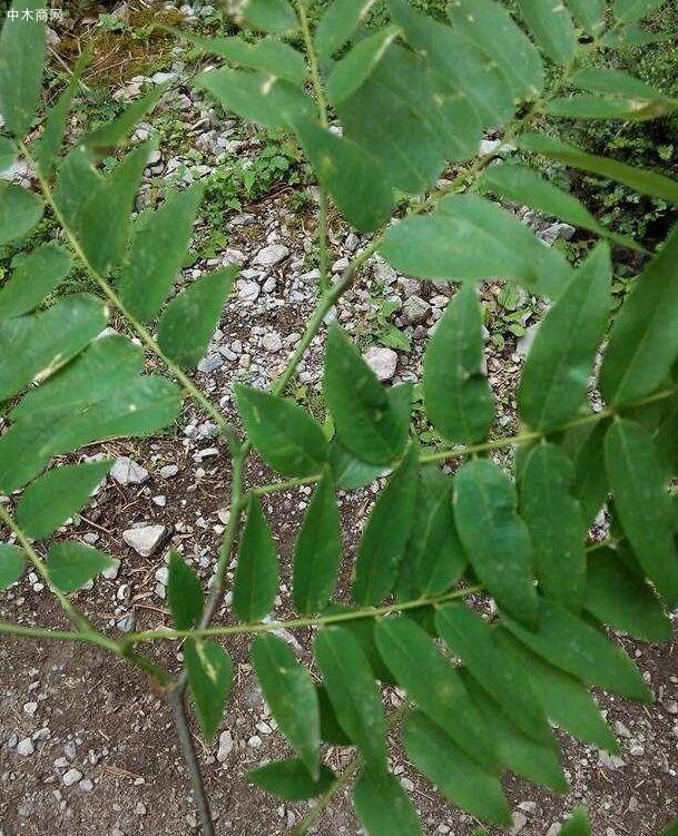 紫檀是正式中文名，別名有青龍木、黃柏木、薔薇木