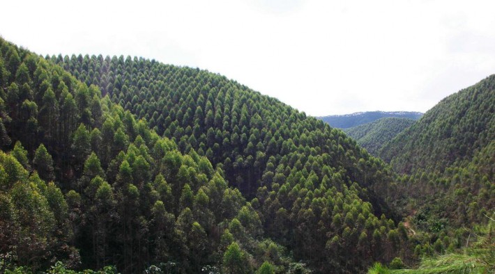 廣西山多林多,窮山變青山,青山變金山,誰下足了硬功夫「廣西木材資源」