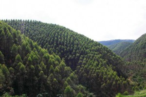 廣西山多林多,窮山變青山,青山變金山,誰下足了硬功夫「廣西木材資源」